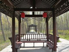 -合肥滨湖国家森林公园