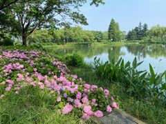 -金银湖国家城市湿地公园