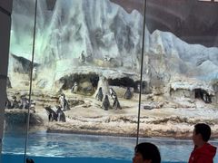 -帝企鹅自助餐厅•儿童岛•真企鹅(长隆企鹅酒店)