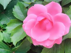 -武汉紫薇都市田园