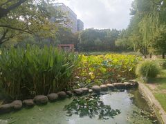 -陈家山荷花公园