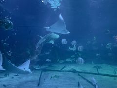 -烟台海昌鲸鲨海洋公园