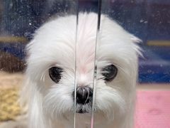 -FAELING PETS美天灵宠物(富力广场店)