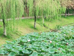 -沐仙湖湿地公园