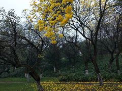 -松山湖梦幻百花洲