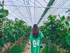 -马陆小张葡萄园农家乐