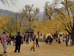 -千年银杏谷文化旅游区