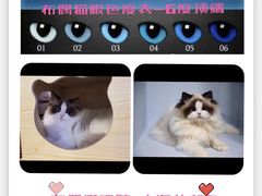 -青奢宠物·青奢猫舍