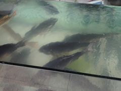 -煲来饱去冷水鱼