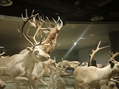 -1868 Café(上海自然博物馆店)