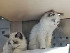-瞄一喵猫咖(格力海岸店)