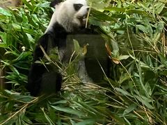 -深圳野生动物园