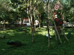 -瑞丽独树成林风景区