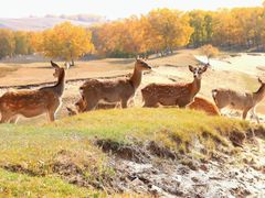 -乌兰布统景区-白桦林