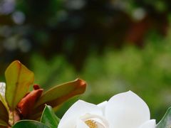 -上海植物园·停车场