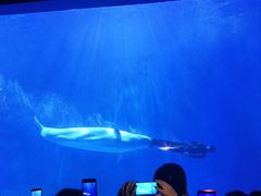 -多彩贵州城极地海洋世界