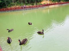 -广州白江湖森林公园