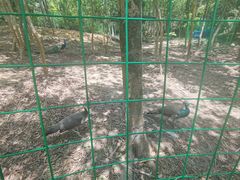 -广州白江湖森林公园