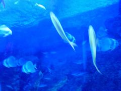 -芜湖新华联大白鲸海洋公园