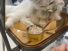 -共舞时光猫咖·狗咖(新街口店)