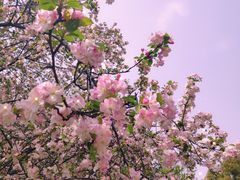 -莫愁湖公园