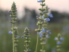 -汉长安城未央宫国家考古遗址公园