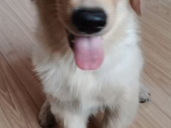 -爱侣宠医·鹦鹉专科·小型哺乳类·异宠专科(灵石路店)