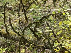 -五营红松林海景区