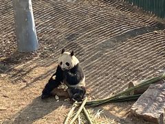 -沈阳森林动物园