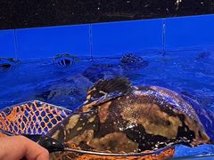 -1718海鲜姿造(苏宁宴请臻选店)