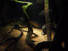 -悉尼海洋生物水族馆