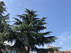 -伏小桃(明瓦廊店)