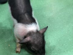-藦茜花园宠物主题亲子互动体验馆(国顺东路店)
