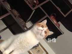 -十年猫舍·猫咪专门店(普陀店)