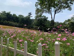 -南宁良凤江国家森林公园