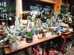 -Sirena海妖日咖夜酒