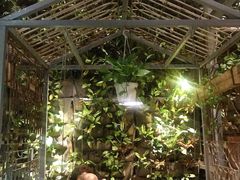-Rainforest
