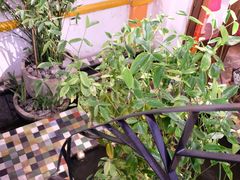 -Cuc Gach Quan Restaurant