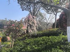 -东莞植物园