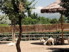 -青藏高原野生动物园