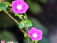 -海口绿发希尔顿酒店-田园汇自助餐·三文鱼·海鲜