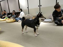 -逗柴咖啡屋·狗咖猫咖宠物桌游