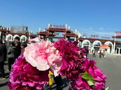 -曹州牡丹园