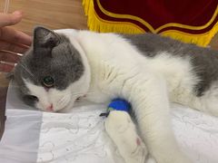 -爱侣宠医·鹦鹉专科·小型哺乳类·异宠专科(灵石路店)