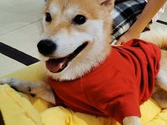 -逗柴咖啡屋·狗咖猫咖宠物桌游
