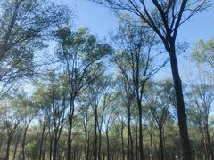 -东郊湿地公园