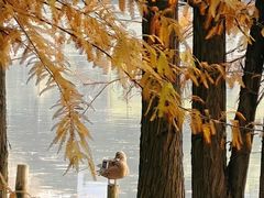 -白鹭湾湿地公园