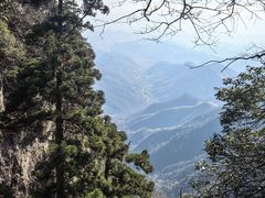 -天目山大树王景区