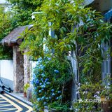 宝藏小店打卡｜梧桐山脚小橘颂，隐隐于市