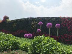 -杭州湾海上花田景区